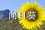 (熱門)向日葵作文15篇
