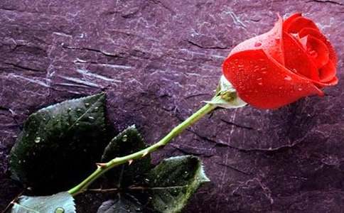 驕傲的玫瑰作文