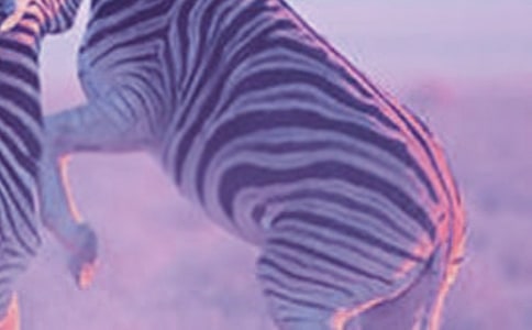 過(guò)馬路要走斑馬線安全教案