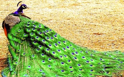 ��ȸ�|���w��������