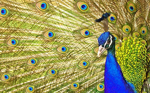 ��ȸ�|���wԭ�������g���p��