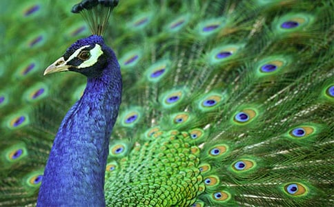 ����ȸ�|���w���̌W�OӋ