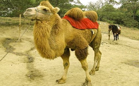 關(guān)于駱駝的謎語和謎底