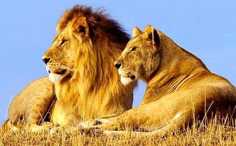 С�{�Ӑ۠�ɯ��(y��u)��̰�