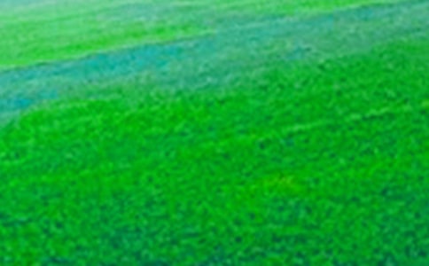 田野靜悄悄的詩歌