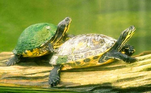 С��ƌW��ӽ̰���С����