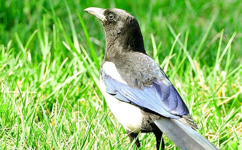 �а��Z���n��:Сϲ�o�f�Ì�