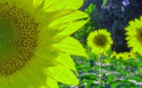 ���տ����ģ��؂䣩