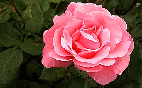 �׾ƘI(y��)��(w��)�T�¼��ȹ���Ӌ(j��)��