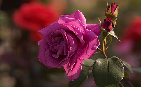 �zʧ���¼�����